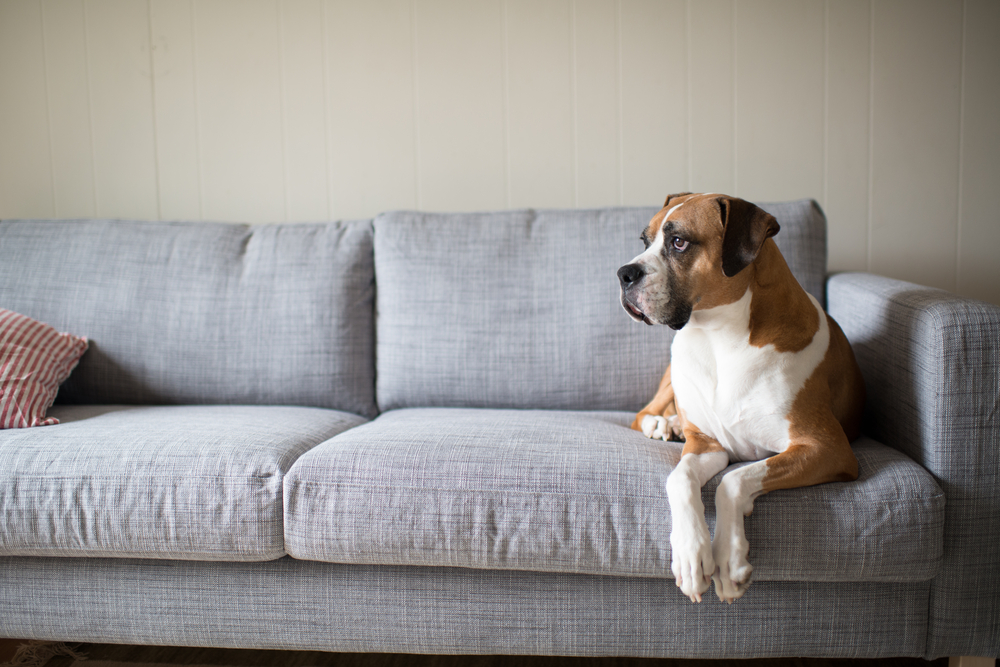 Cane sul divano