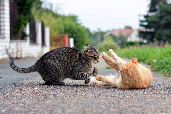 Aggressività tra gatti