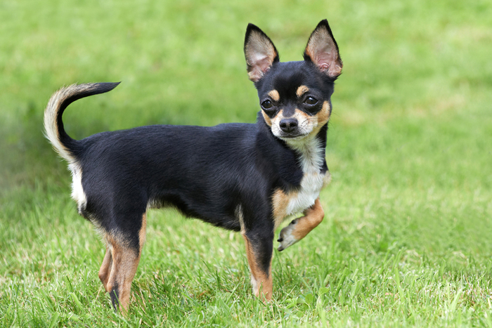 Chihuahua nel prato