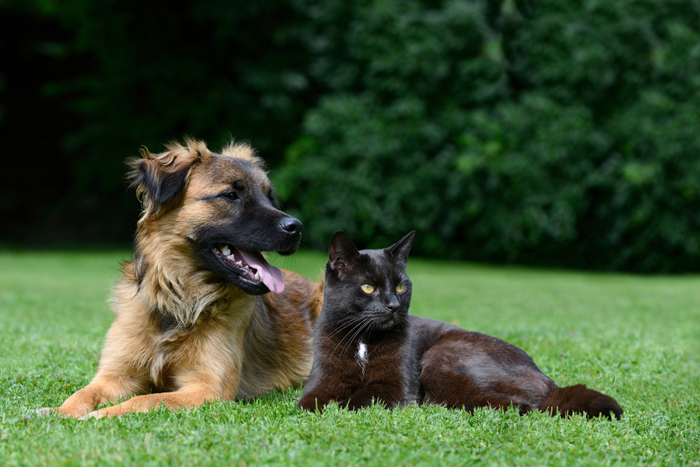 Cane e gatto possono essere amici