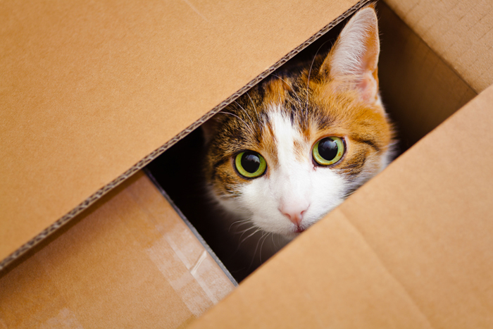 Un gatto nella scatola
