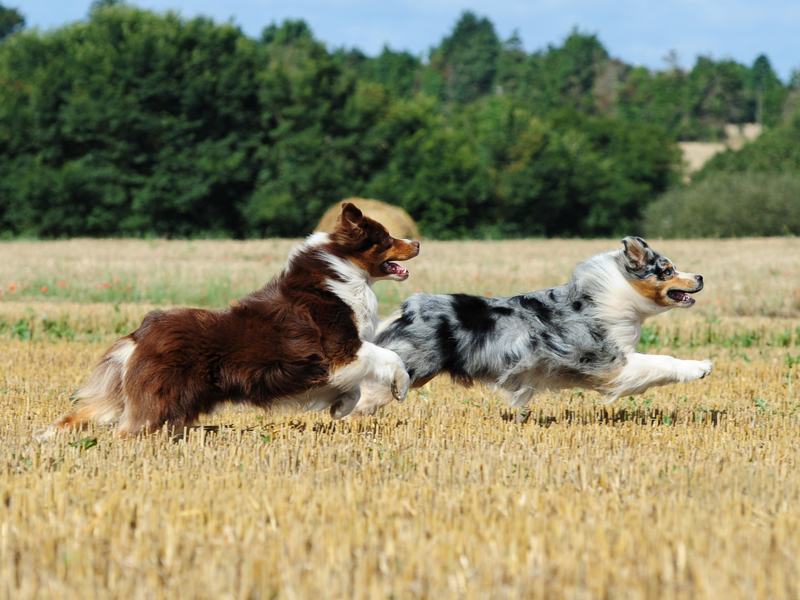 Australian Shepherd che corrono