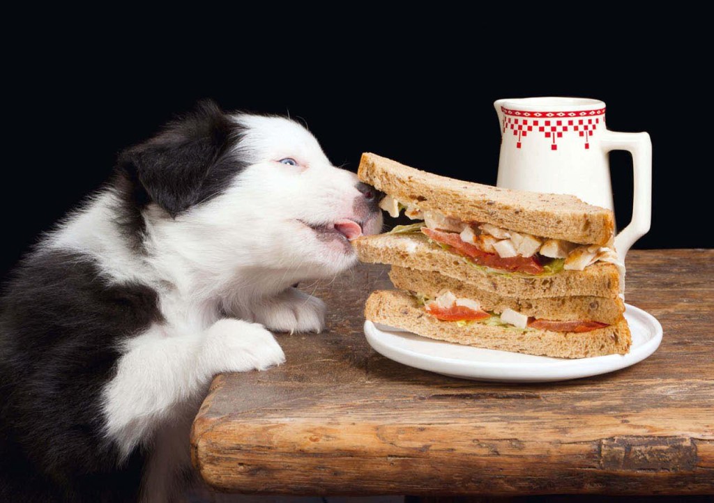 Cane e gatto grassi? Meglio di no, grazie!