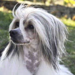 Chinese-crested-dog