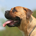 IlBullmastiff