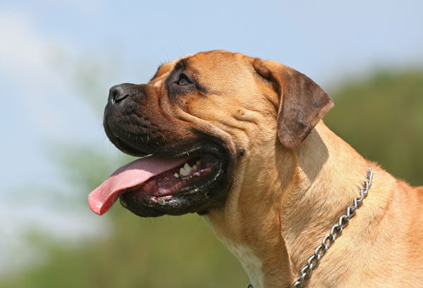 IlBullmastiff