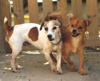 Jack e Pechi, in adozione a Oristano