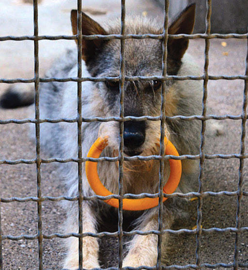 Cagnolina Zelda da adottare a Brescia