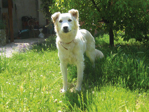 Taco, un cagnolone in adozione presso l'associazione Luna di Formaggio a Montelibretti