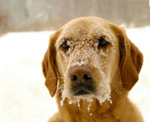 Emergenza freddo come aiutare gli animali, i consigli di Enpa