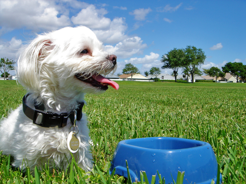 Quando un cane mangia poco: le cause dell'inappetenza