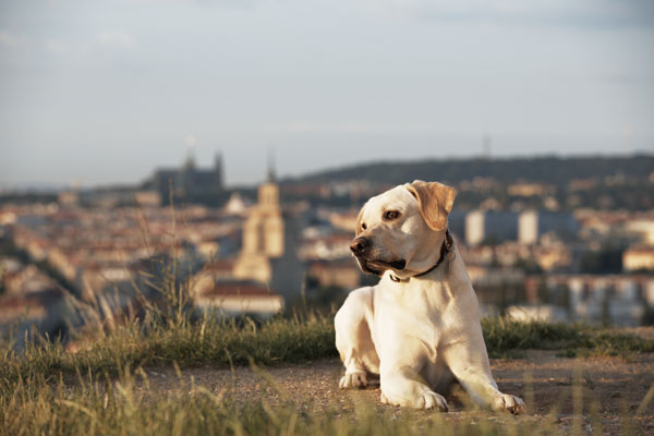 cani-in-città