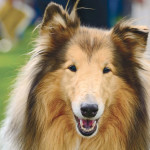 rough-collie