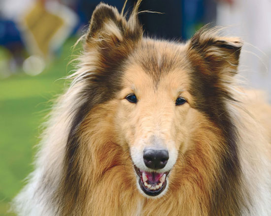 rough-collie