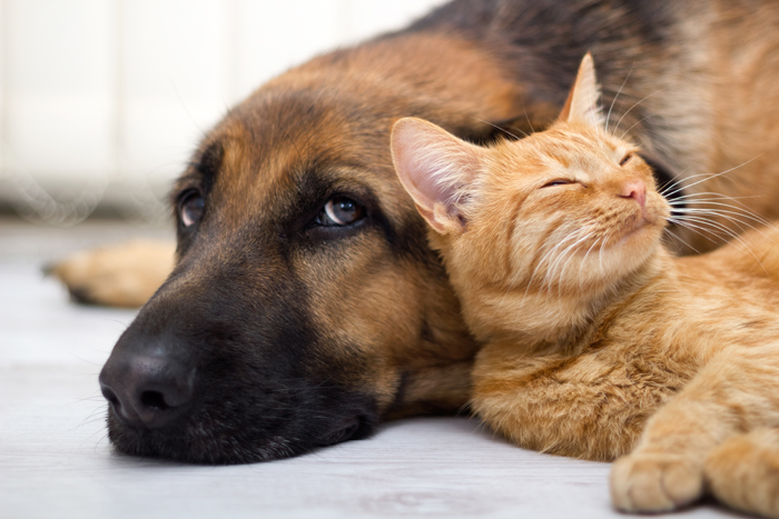 Come facilitare la convivenza tra cane e gatto?