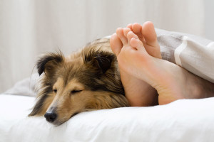 cane-sul-letto