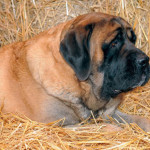 Mastiff