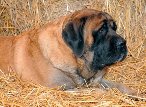 Mastiff