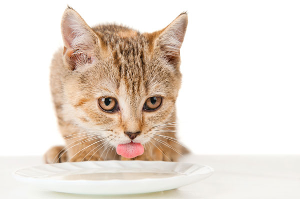 alimentazione gatto