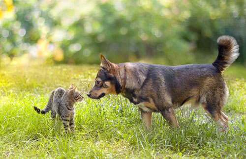 conoscenza-cane-gatto