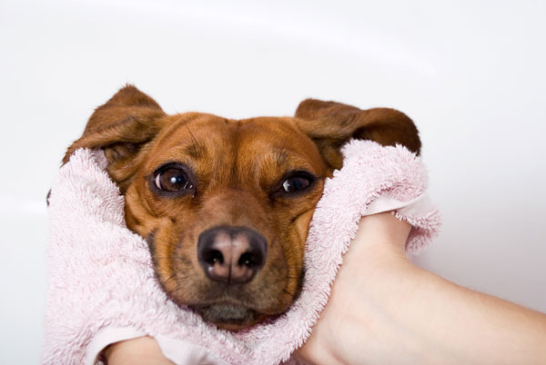 bagno-cane