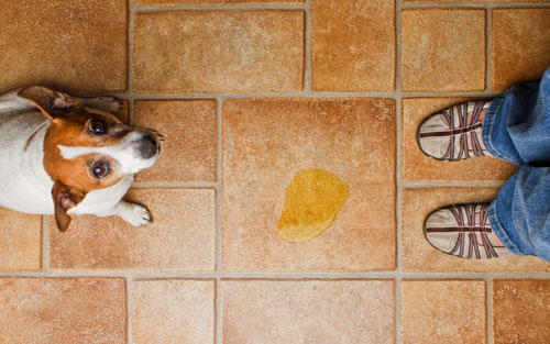 Minzione emozionale: cane che fa pipì quando si emoziona