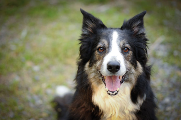 cane-in-campagna