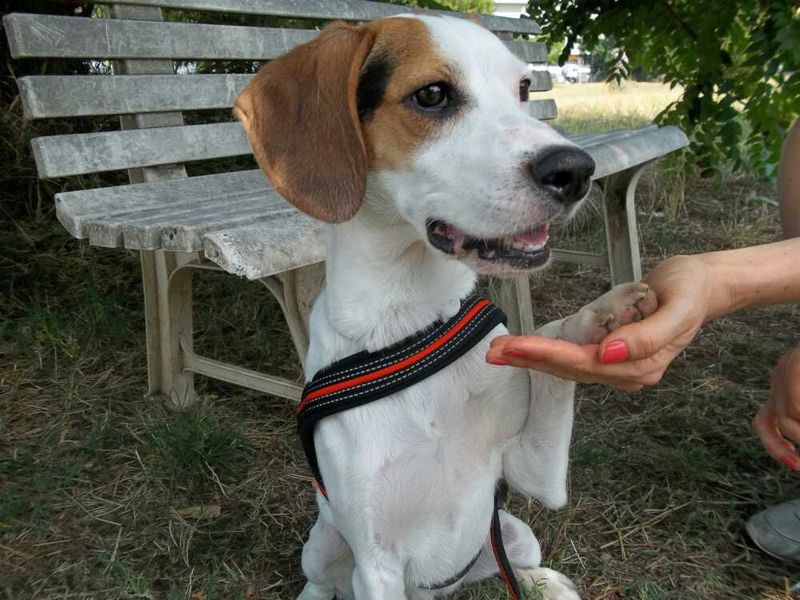 Adozione cane: Lillo si sta lasciando morire. Roma