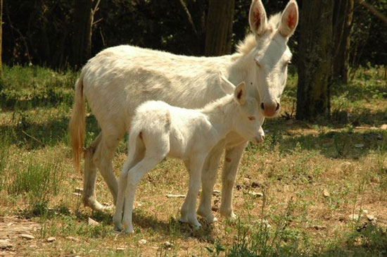 Perugia: nati due cuccioli di asinello bianco