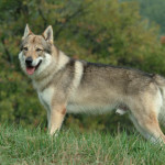 CANE LUPO CECOSLOVACCO