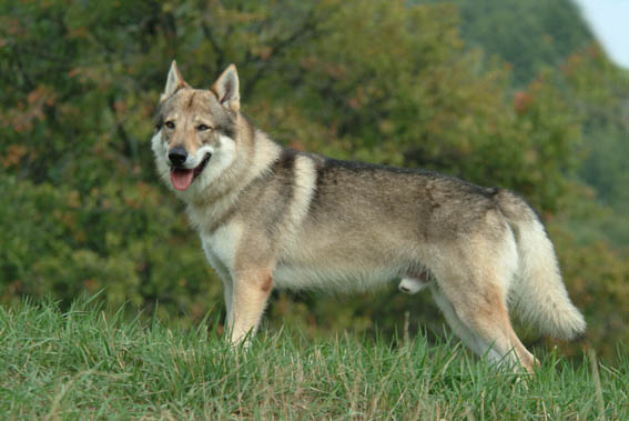 CANE LUPO CECOSLOVACCO