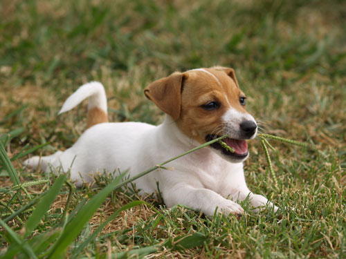 Perché i cani mangiano l'erba?