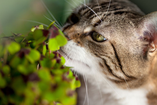 gatto-e-pianta