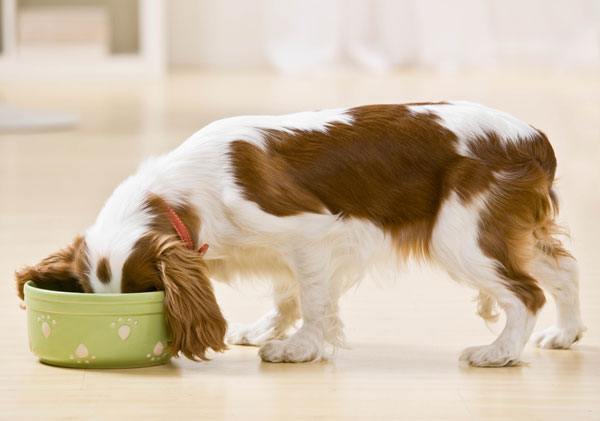 alimentazione-cane-gatto