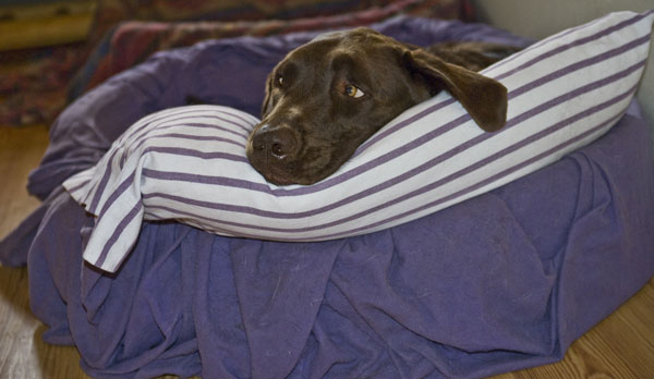 dove-dorme-il-cane