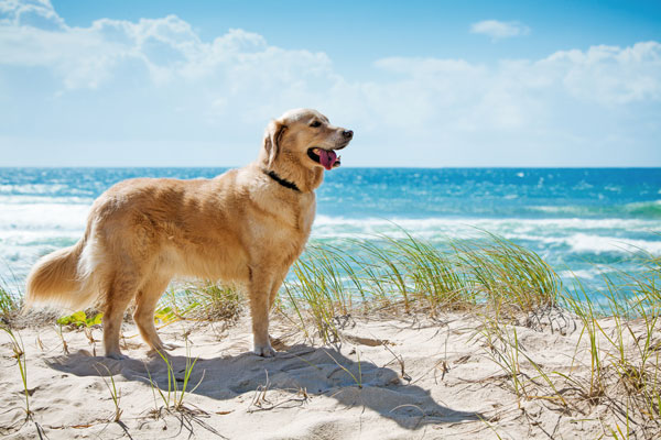 cane-spiaggia