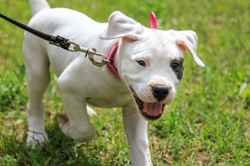 dogo-argentino