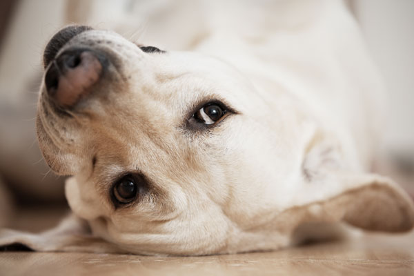 Il calore nei cani: cosa vuol dire se ritarda?