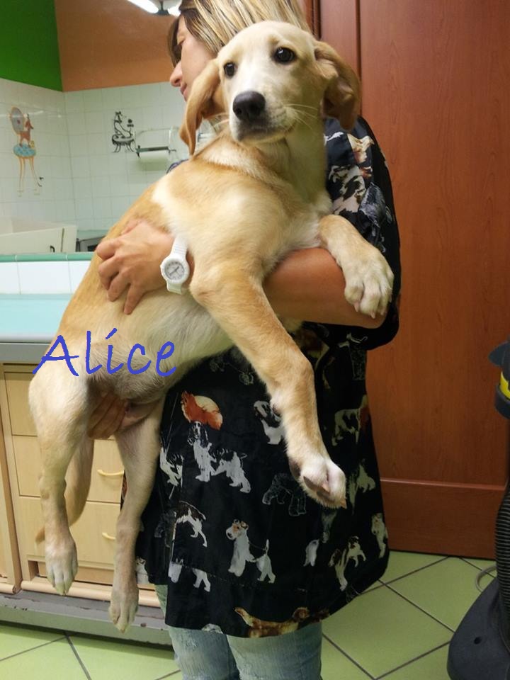 Adozione cane: Alice simil Labrador 3 mesi