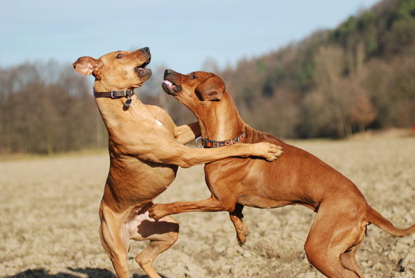 aggressione-cani