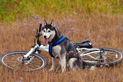 cane-e-bici