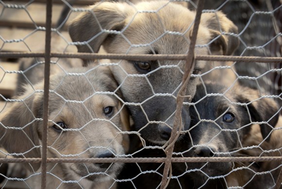 cani-randagi-romania