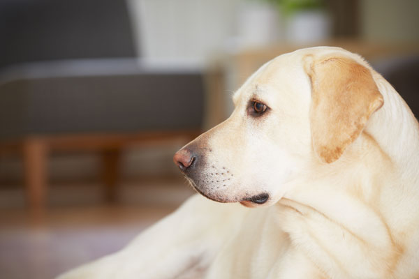 labrador-retriever