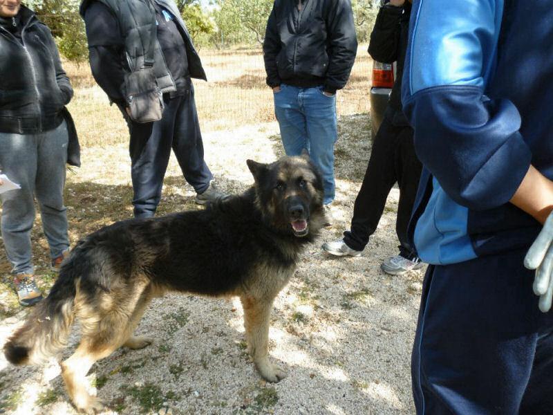 Adozione cane: Neo, Pastore Tedesco di 4 anni, cerca casa