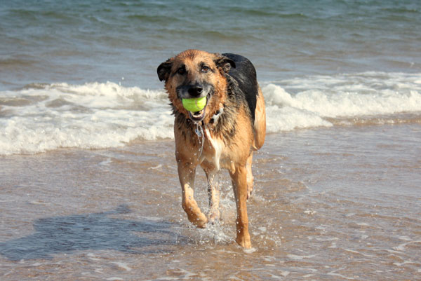 pastore-tedesco-in-spiaggia