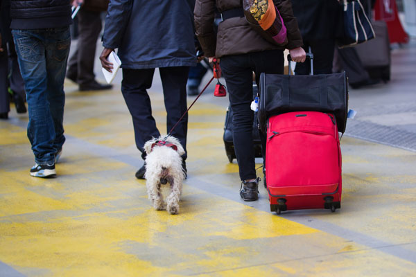 cani-in-treno