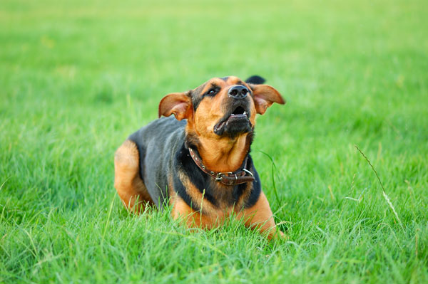 cane-che-abbaia