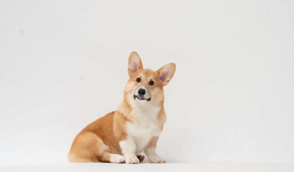 welsh corgi, il cane della regina