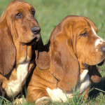 Bassethound