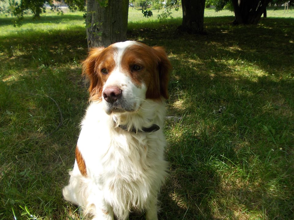 Adozione cane: Chicco, Breton di 2 anni, Napoli